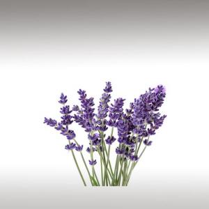 Lavender Distillate (Lavandula Angustifolia)