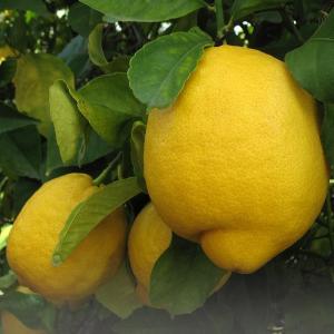 Lemon Fruit (Citrus Limon)