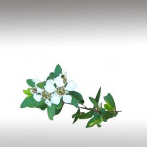 Lemon-Scented Teatree Distillates (Leptospermum Petersonii)