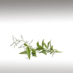 Lemon Verbena Essential Oil (Aloysia Citriodora)