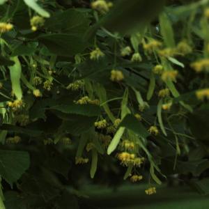 Linden Blossom Essential Oil (Tilia Vulgaris)