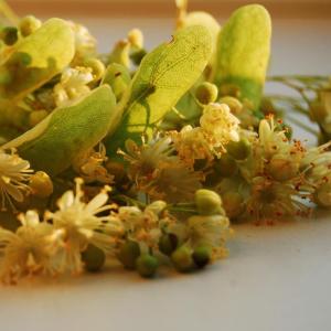 Linden Blossom Essential Oil (Tilia Vulgaris)