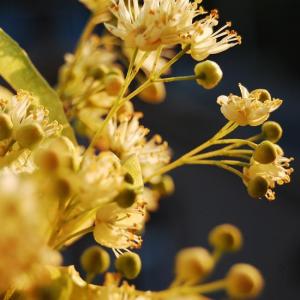 Linden Blossom Essential Oil (Tilia Vulgaris)