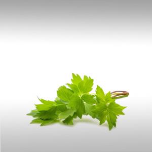 Lovage Root Essential Oil (Levisticum Officinale)