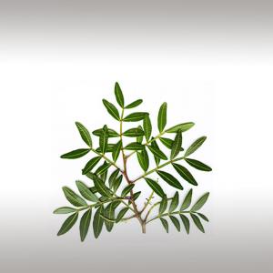 Mastic Tree Leaf Essential Oil (Pistacia Lentiscus)