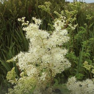  Meadowsweet Flower (Filipendula Ulmaria)