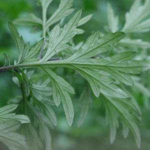Mugwort Plant (Artemisia Argyi)