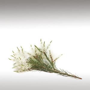 Narrow-Leaved Tea-Tree Distillate (Melaleuca Alternifolia)