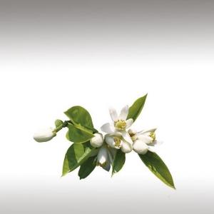 Neroli Essential Oil (Citrus Aurantium)