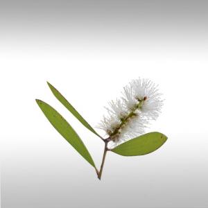 Niaouli Essential Oil (Melaleuca Quinquenervia)