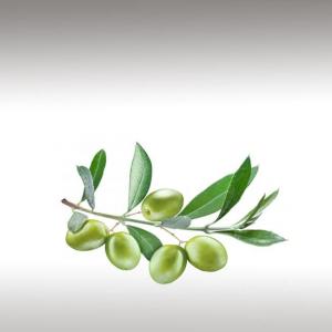 Olive Oil (Olea Europaea)