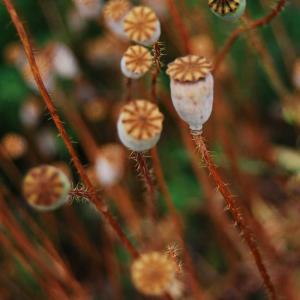 Poppy Seed Oil (Papaver Somniferum)
