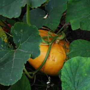 Pumpkin Seed Oil (Cucurbita Pepo L.)