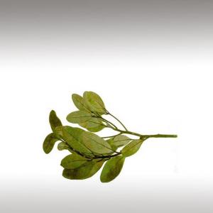 Ravensara Essential Oil (Ravensara Aromatica)