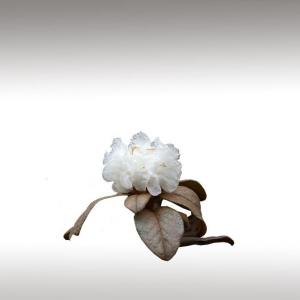 Rhododendron Essential Oil (Rhododendron Anthopogon D. Don)