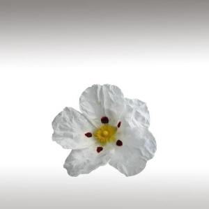 Rockrose (Labdanum) Distillates (Cistus Ladanifer)