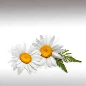 Roman Chamomile Distillate (Chamaemelum Nobile)