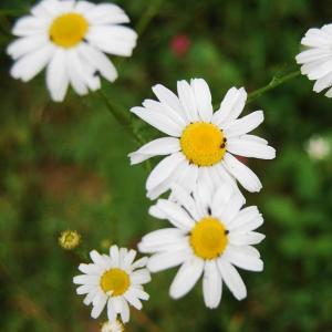 Roman Chamomile Distillate (Chamaemelum Nobile)