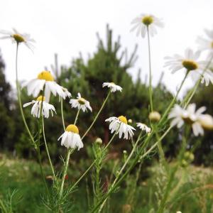 Roman Chamomile Distillate (Chamaemelum Nobile)