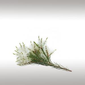 Rosalina Essential Oil (Melaleuca Ericifolia)