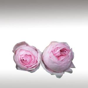 Rose de Mai Distillates (Rosa × Centifolia)
