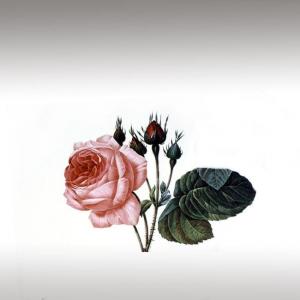 Rose de Mai Essential Oil (Rosa Centifolia)