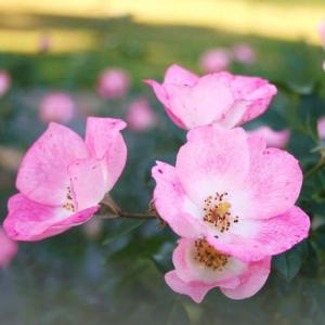 Rose Hips Petal (Rosa Canina)