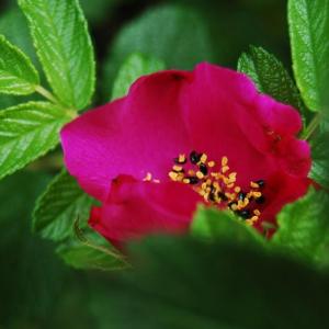Rose Hips Petal (Rosa Canina)