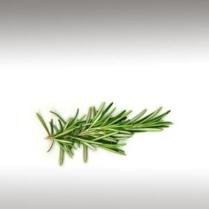 Rosemary Distillates (Rosmarinus Officinalis)