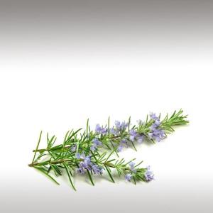 Rosemary Leaf CO2 (Extract) (Rosmarinus Officinalis)