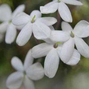 Royal Jasmine Blossoms (Jasminum Grandiflorum)
