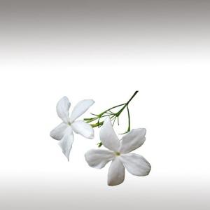 Royal Jasmine Essential Oil (Jasminum Grandiflorum)