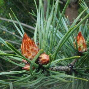 Scots Pine Buds (Pinus Sylvestris)