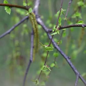 Silver Birch Buds (Betula Pendula)