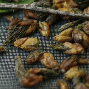 Dried buds