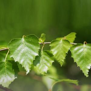 Silver Birch Leaves (Betula Pendula)