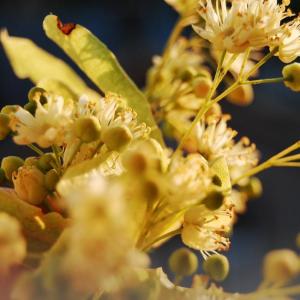 Small-Leaved Linden Blossoms (Tilia Cordata)