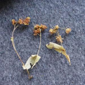 Dried inflorescences