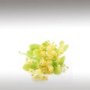 Small-leaved Linden distillate (Tilia cordata)