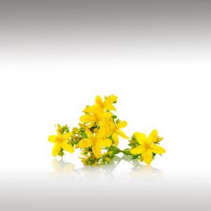 St Johns Wort Distillate (Hypericum Perforatum)