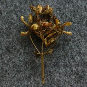 Dried stem with flowers