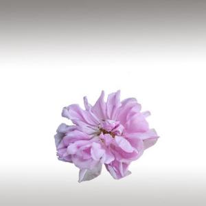 Summer Damasks / Gulab Rose (Roses Gallica x R. Phoenicea Hybrid)