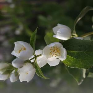 Sweet Mock-Orange Blossom (Philadelphus Coronarius)