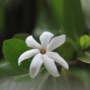 Tahitian Gardenia Flower (Gardenia Tahitensis)