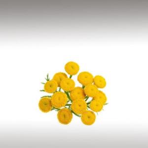 Tansy Essential Oil (Tanacetum Vulgare)