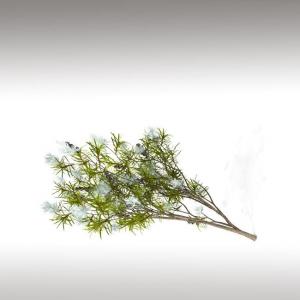 Tea Tree Essential Oil (Melaleuca Alternifolia)