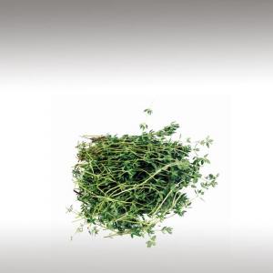 Thyme Essential Oil (Thymus Vulgaris)