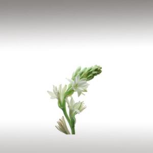 Tuberose Distillates (Polianthes Tuberosa)