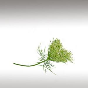 Wild carrot distillate (Daucus carota)