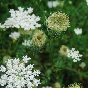 Inflorescences